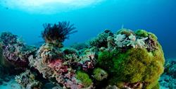 Philippines Scuba Diving Holiday. Malapascua Dive Centre. Coral.